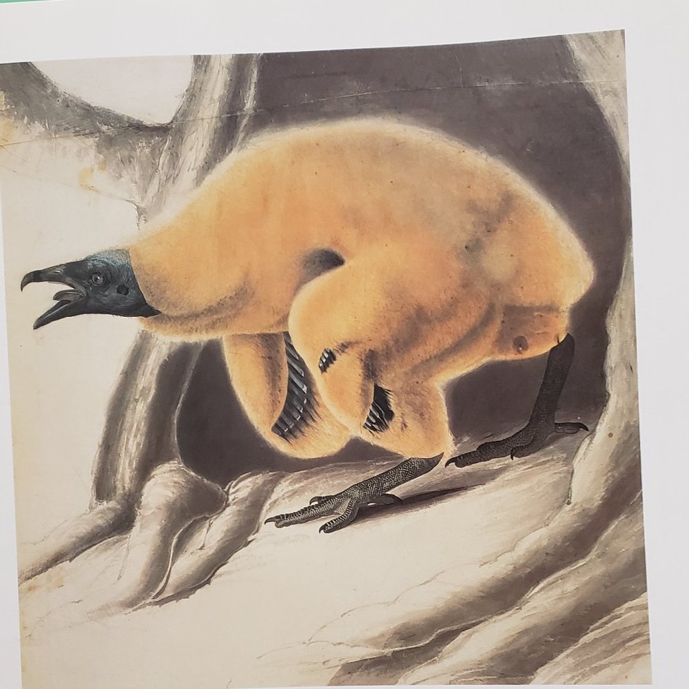 Turkey Vulture by J. J. Audubon